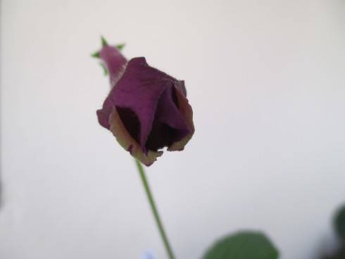 Harlequin Purple.jpg