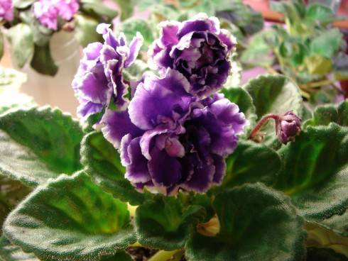 RS-Slivovyi Kokteil'.jpg
