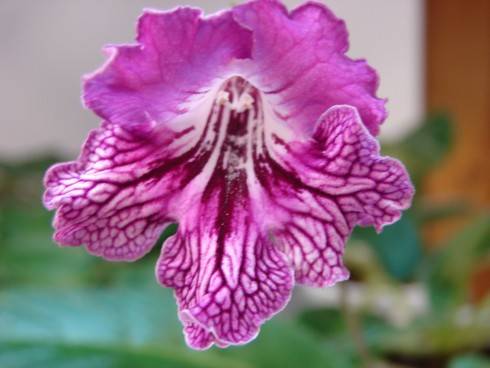 Anna Sui.jpg