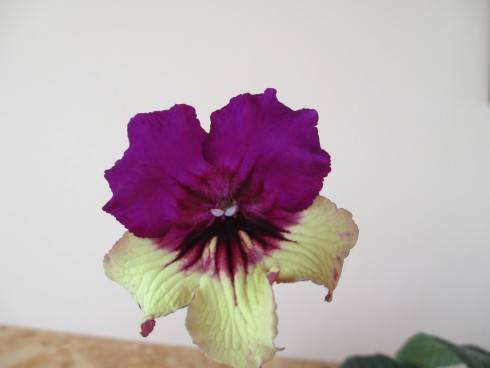Harlequin Purple.jpg