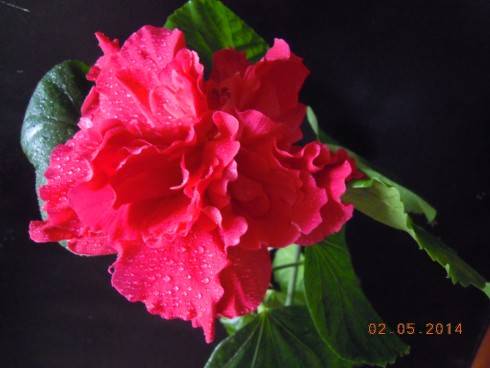DSCN9488.JPG