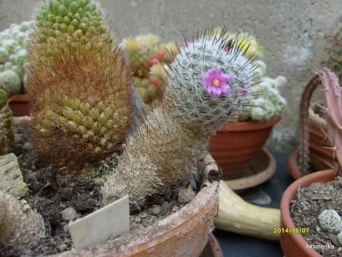 S6305631.JPG