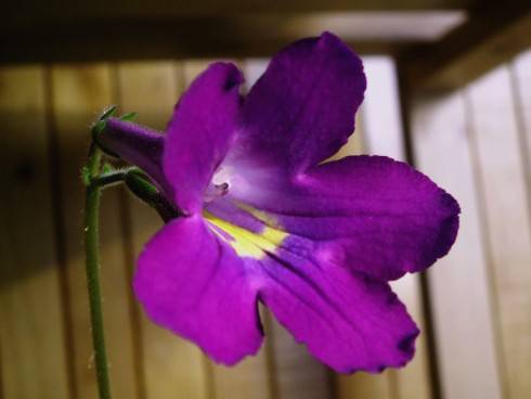 9.5.2014 008.JPG