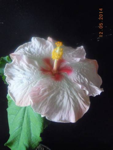 DSCN9655.JPG