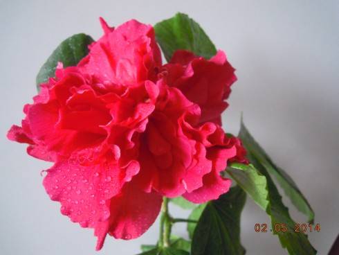 DSCN9503.JPG