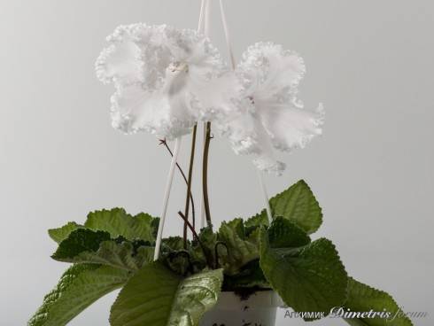 dsc_8876_233.jpg