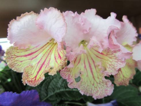 Vanda.jpg