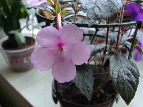 Peach Blossom.jpg