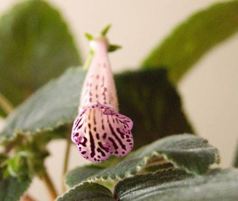Sinningia eumorpha Saltao x S. piresiana.jpg