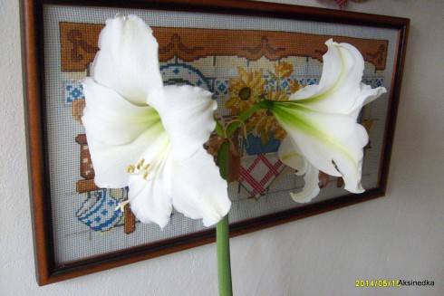 S6305720.JPG
