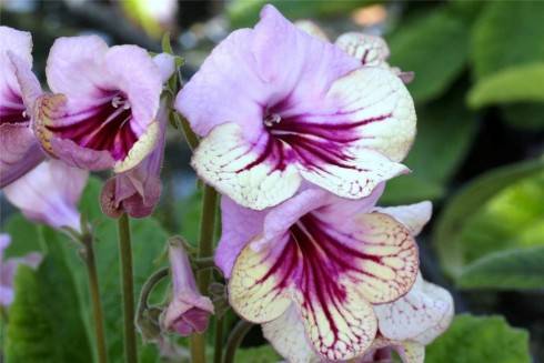 Harlequin Rose.jpg