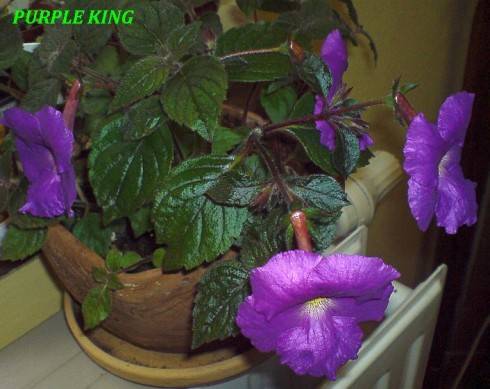 Purple King.jpg