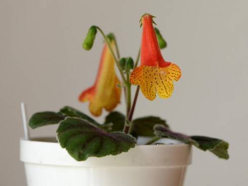 Smithiantha hybrid (Little One x Orange King).jpg