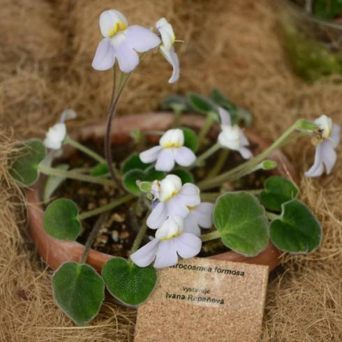 Petrocosmea formosa.jpg