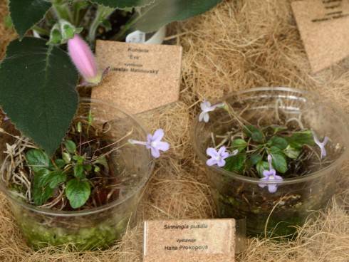Sinningia pusilla.jpg