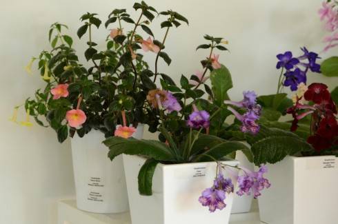 streptocarpus2.jpg