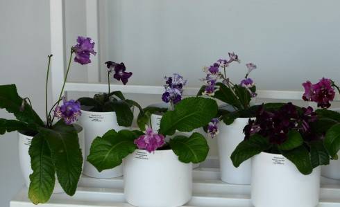 streptocarpus3.jpg