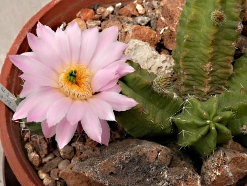 Echinocereus knippelianus var. kruegeri.jpg
