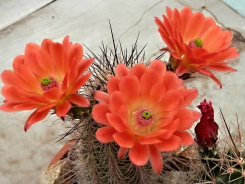 Echinocereus melanocentrus russanthus.jpg