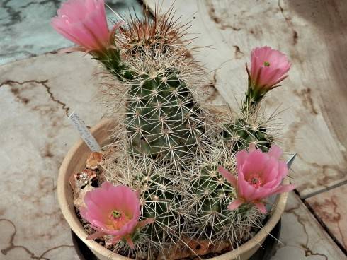 Echinocereus sp.jpg