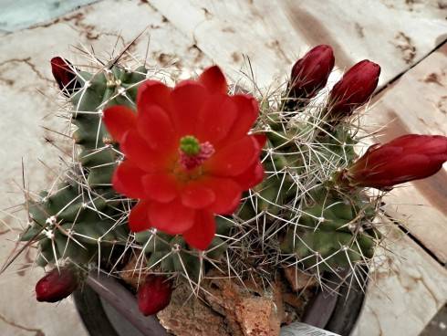 Echinocereus triglochidiatus.jpg