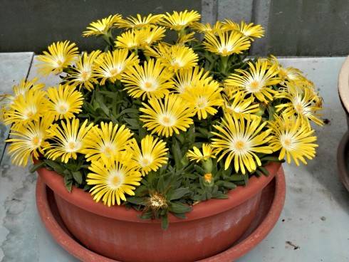 Delosperma congestum.jpg