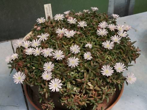 Delosperma spalmanthum.jpg