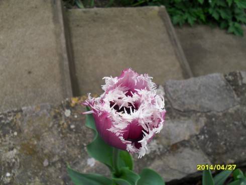 SDC10353.JPG
