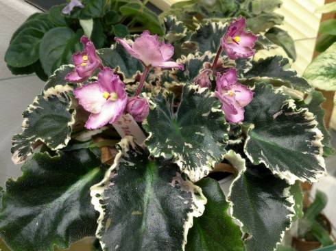 Wild Irish Rose.jpg