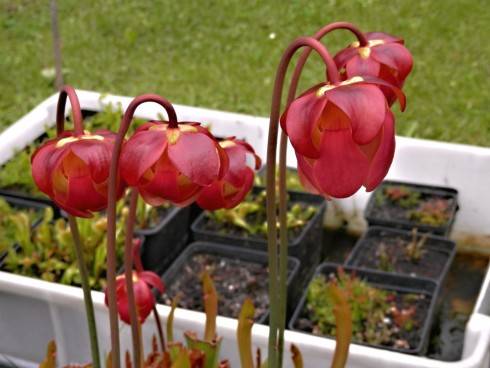 saracenie.JPG