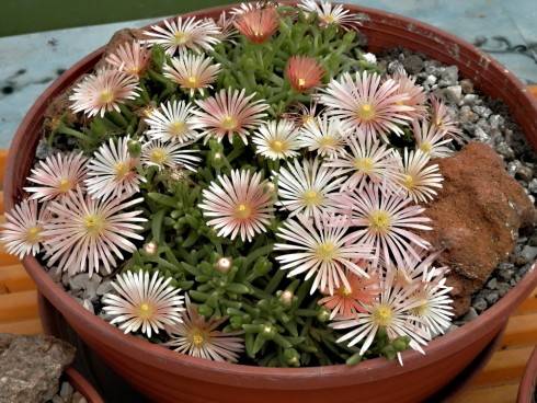 delosperma.JPG