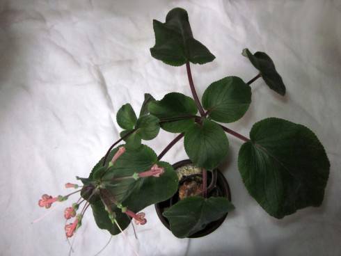 Sinningia douglasii.jpg