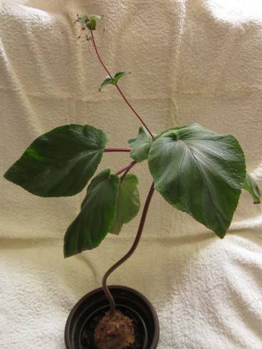 Sinningia douglasii.jpg