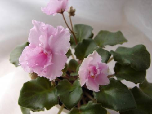 Allegro Winsome Pink.jpg
