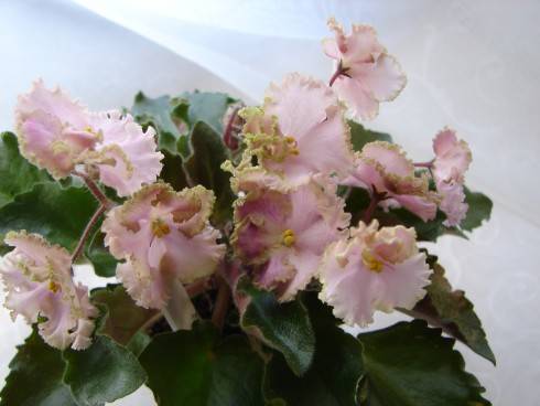 Rob's Antique Rose.jpg