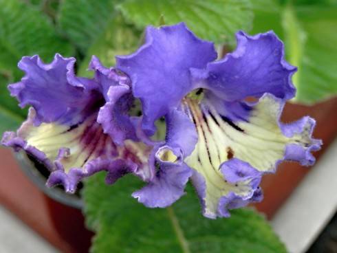 JL-Blue Butterfly.jpg