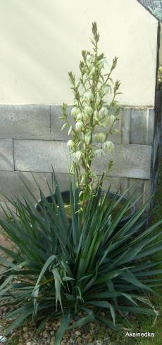 S6305916.JPG
