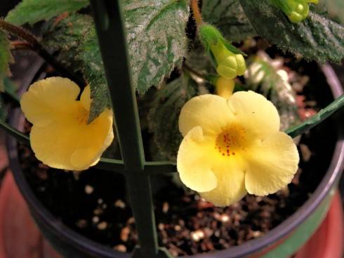 Yellow Beauty.jpg