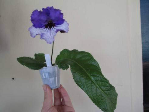 JL-Showy Pansy.jpg