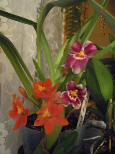 DSCN0423.JPG