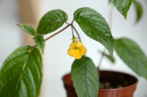 Achimenes flava.jpg