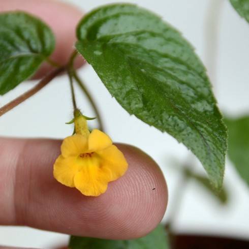 Achimenes flava.jpg