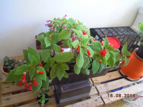 DSCN0425.JPG