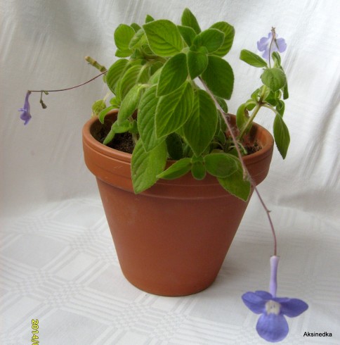 Streptocarpus saxorum.jpg