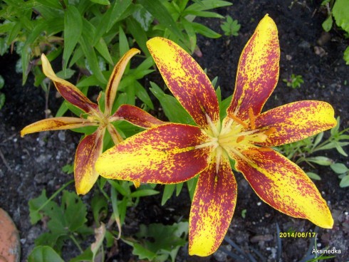 S6305931.JPG