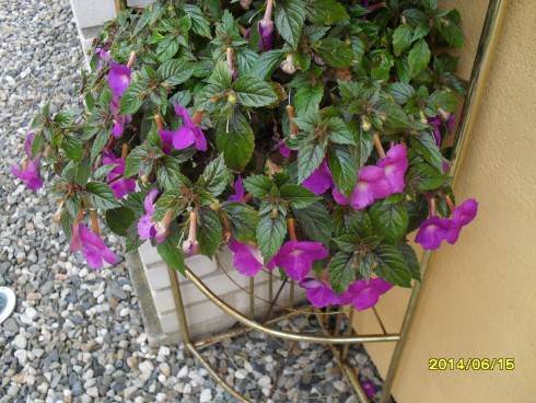 SDC10565.JPG