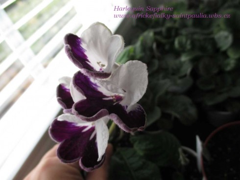 Harlequin Sapphire.jpg