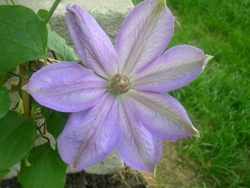 clematis.JPG