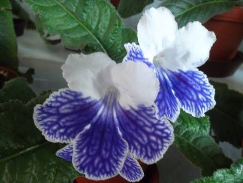 Alpine Cascade.jpg