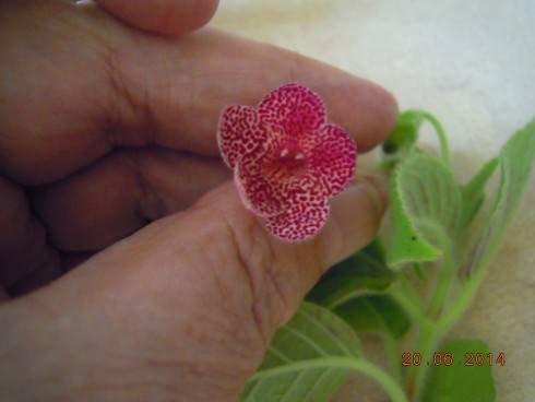 DSCN0531.JPG